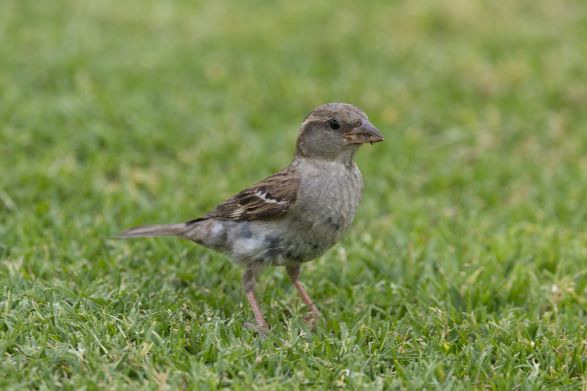 House Sparrow - ML646340398