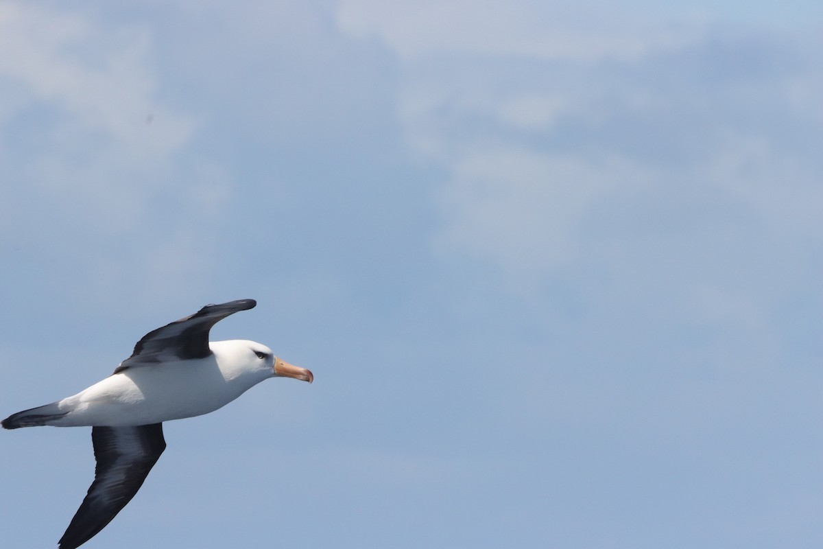 Black-browed Albatross (Campbell) - ML646340399
