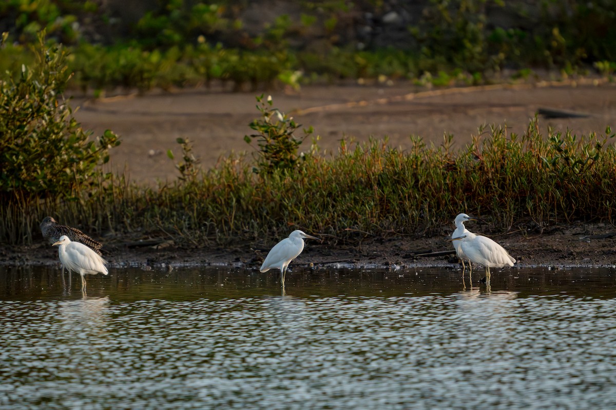 Chinese Egret - ML646340400