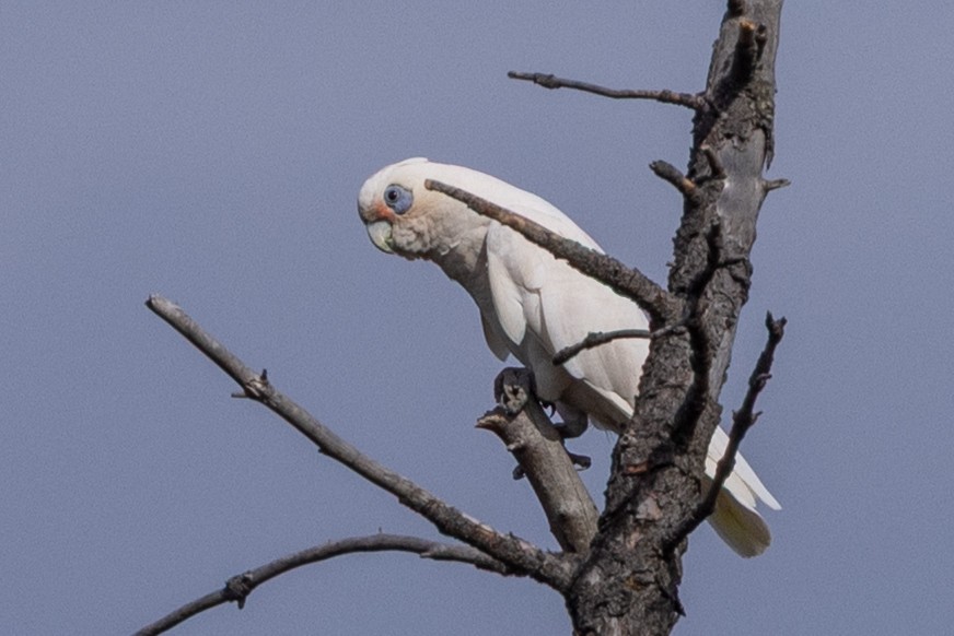 Little Corella - ML646340401