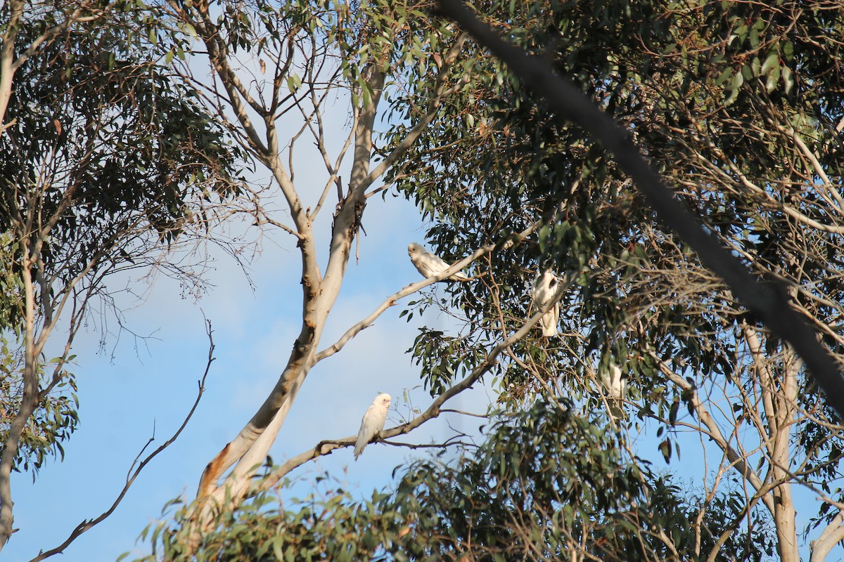 Little Corella - ML646340402