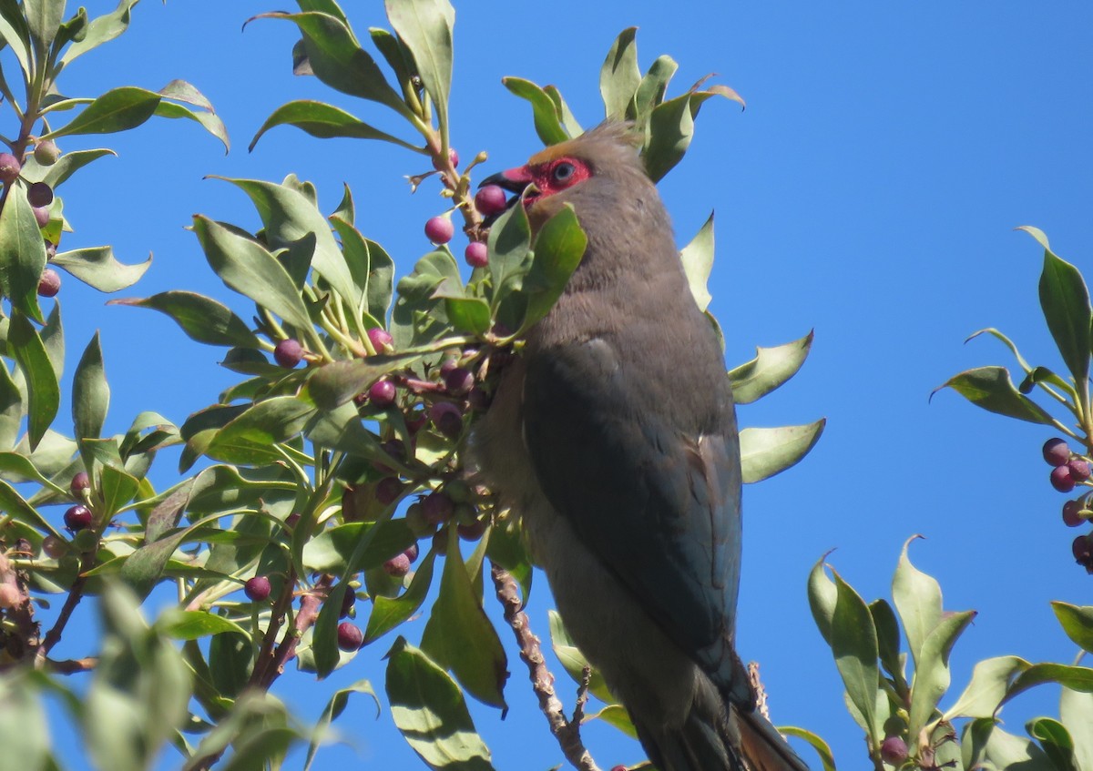 Red-faced Mousebird - ML646340403