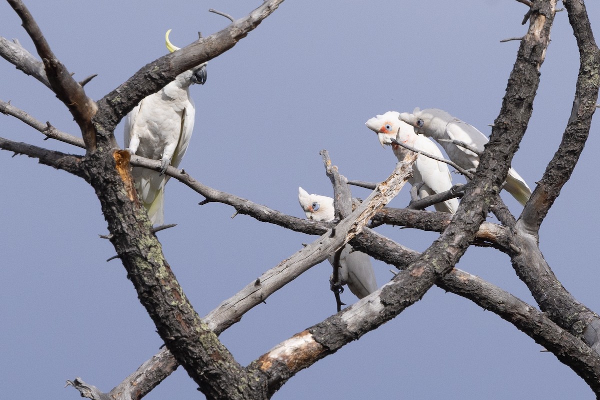 Long-billed Corella - ML646340404