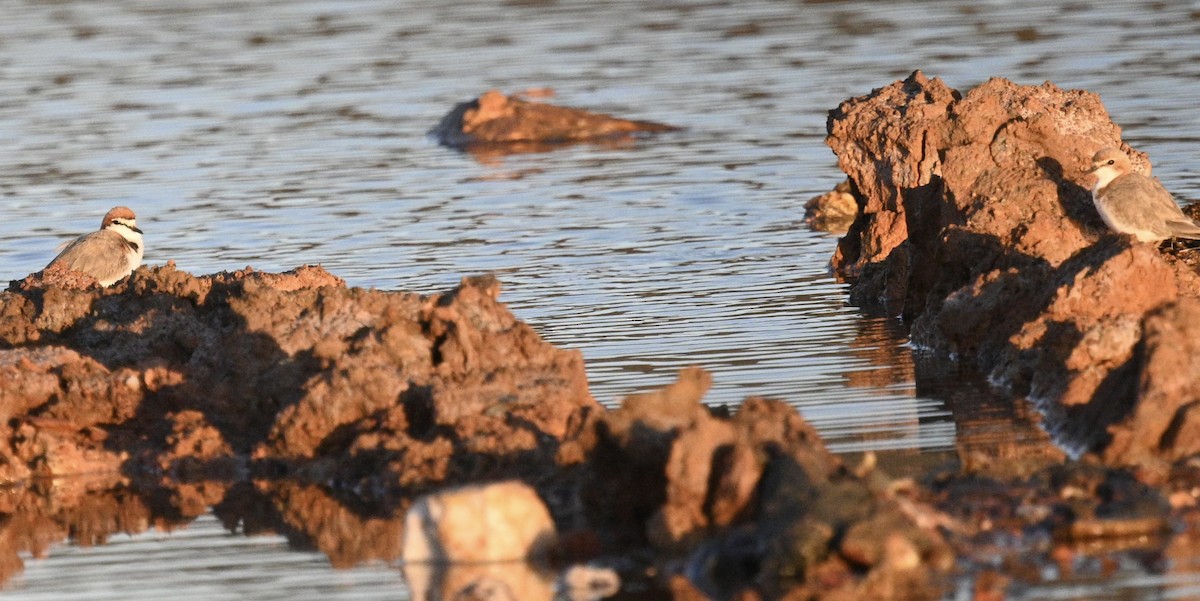 Red-capped Plover - ML646340406