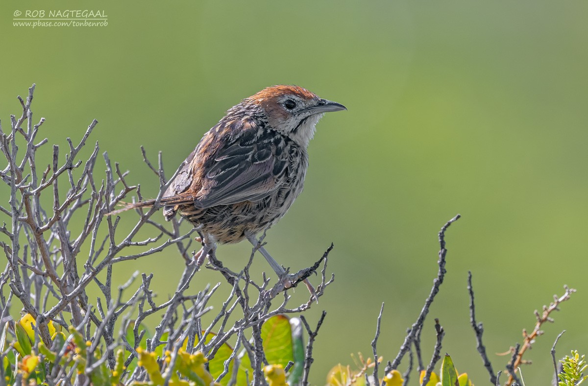 Cape Grassbird - ML646340408