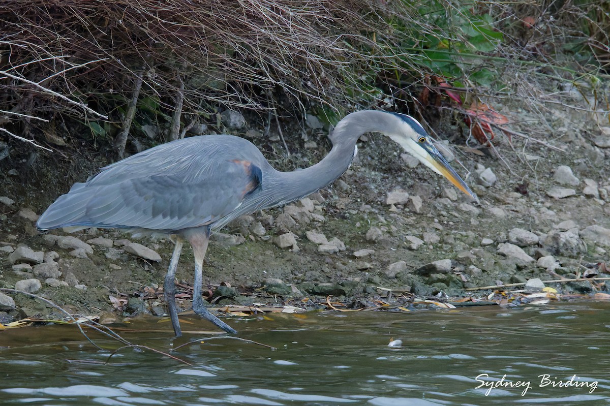 Great Blue Heron - ML646340409