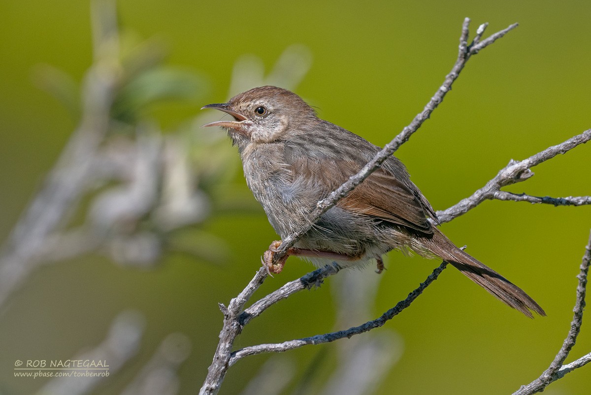Gray-backed Cisticola - ML646340411