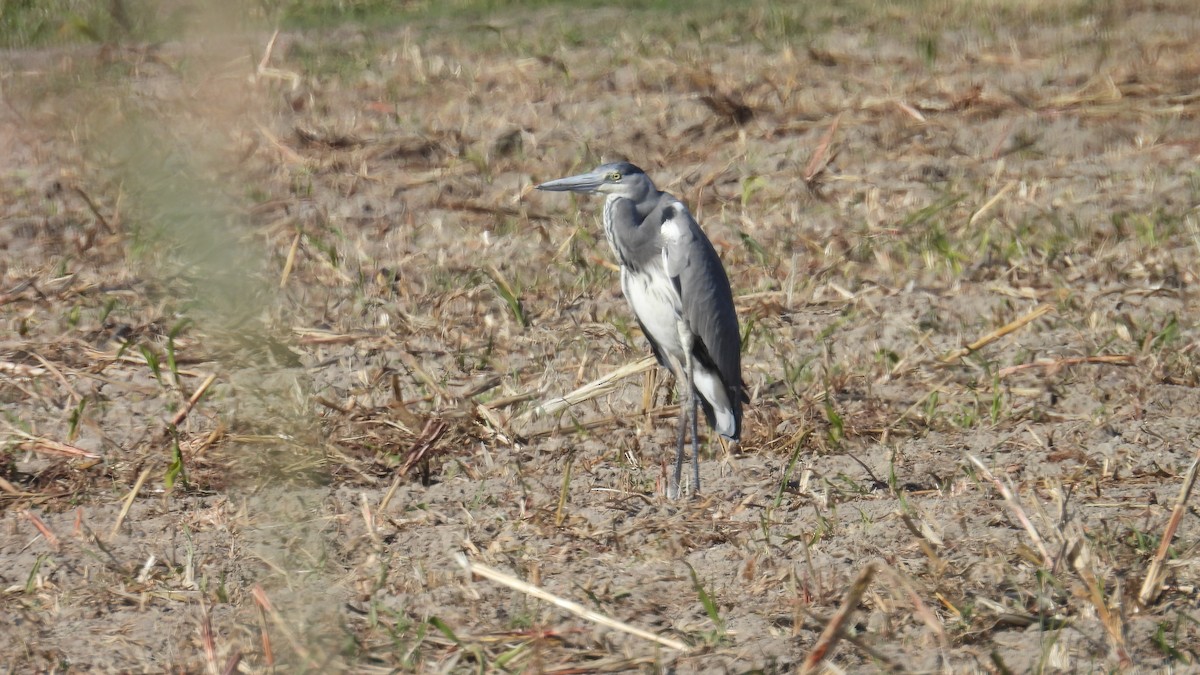 Gray Heron - ML646340415