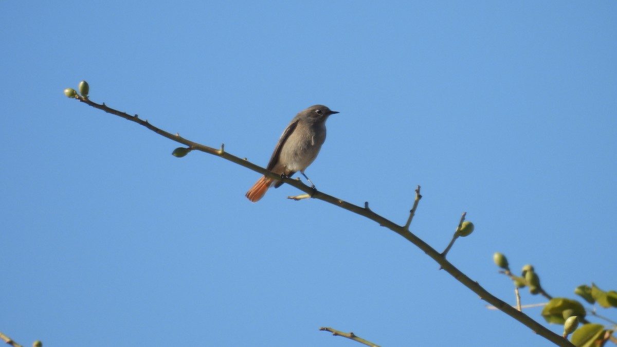 Black Redstart - ML646340416