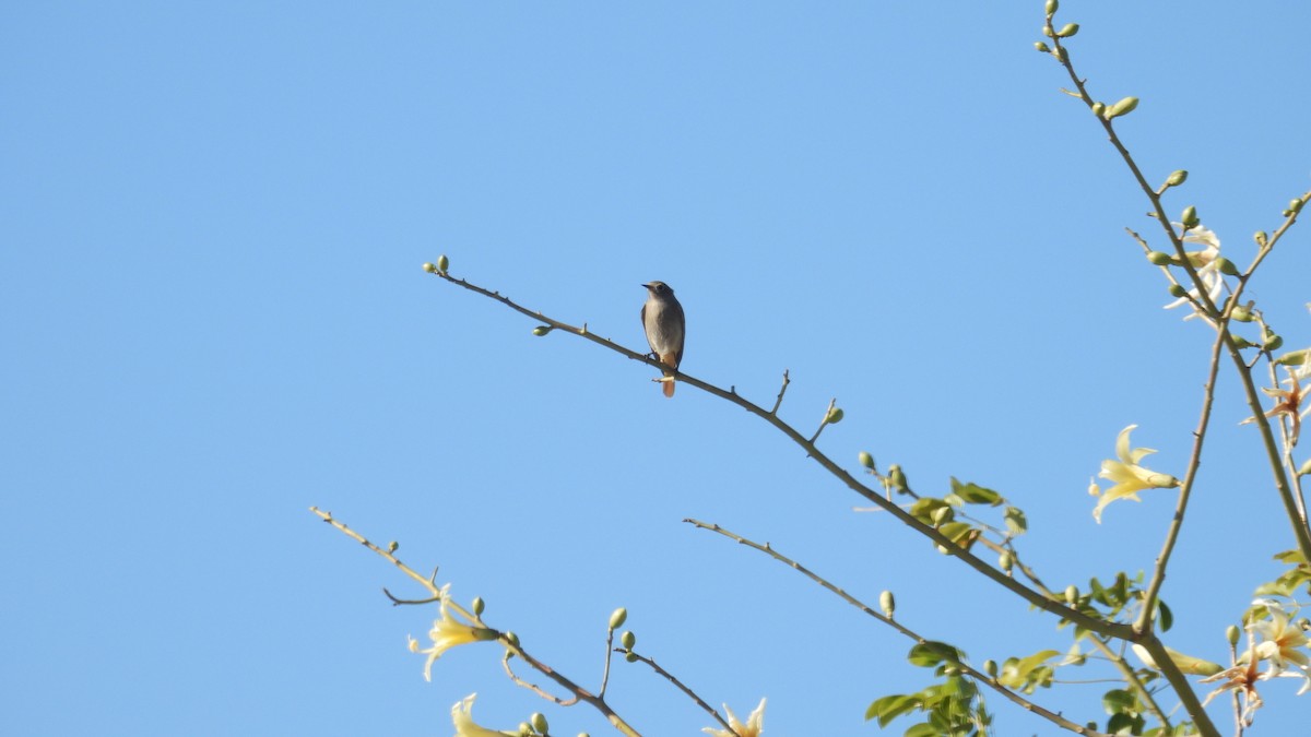 Black Redstart - ML646340417
