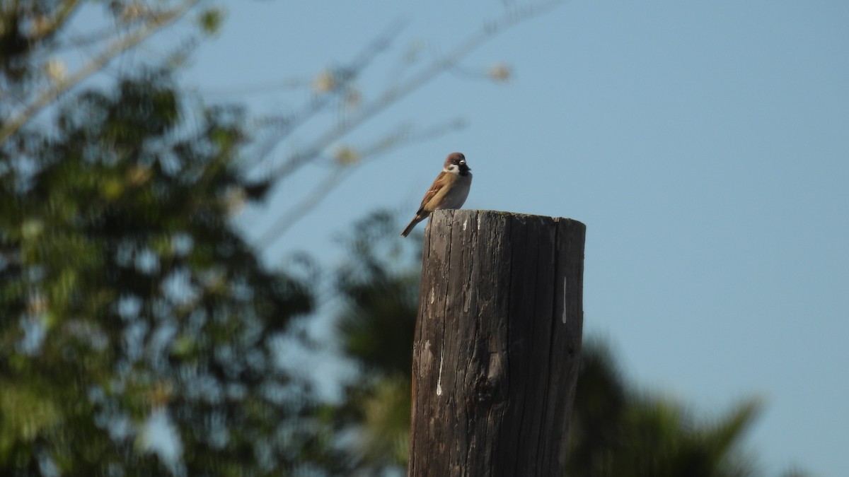 Eurasian Tree Sparrow - ML646340418