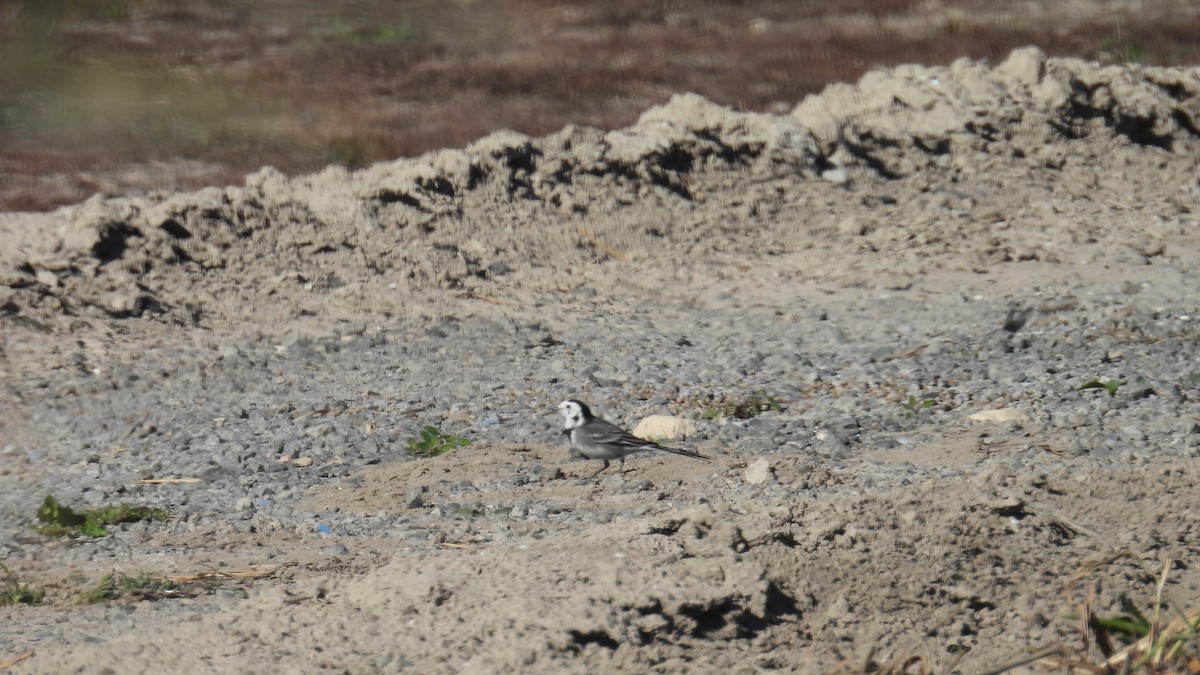 White Wagtail - ML646340419