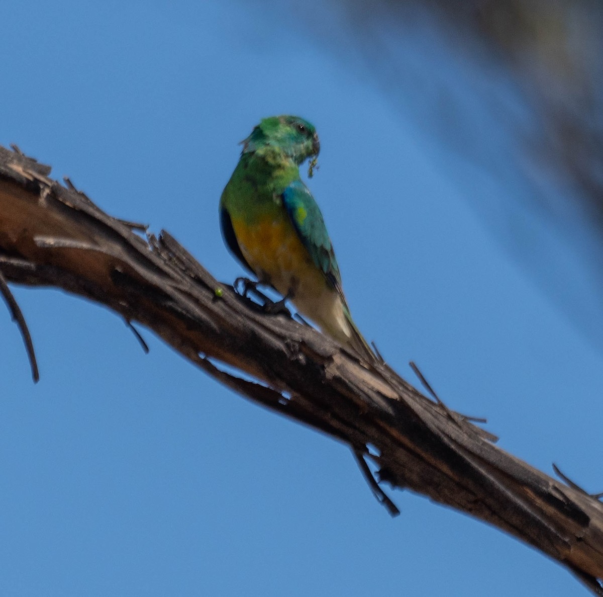 Red-rumped Parrot - ML646340421