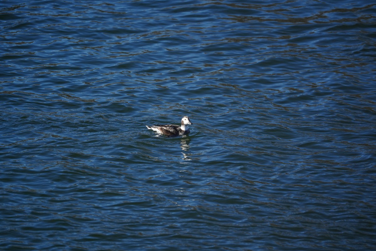 Long-tailed Duck - ML646340422