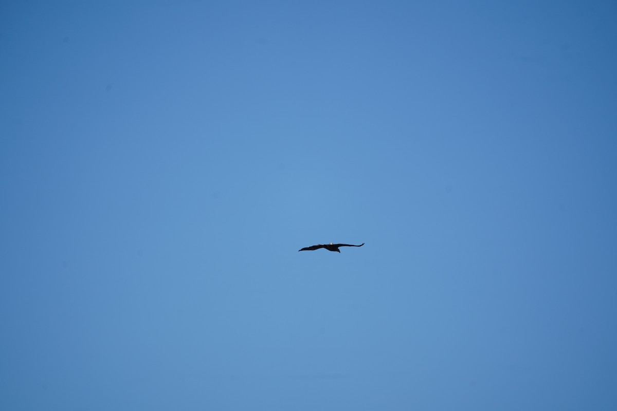 White-tailed Eagle - ML646340423