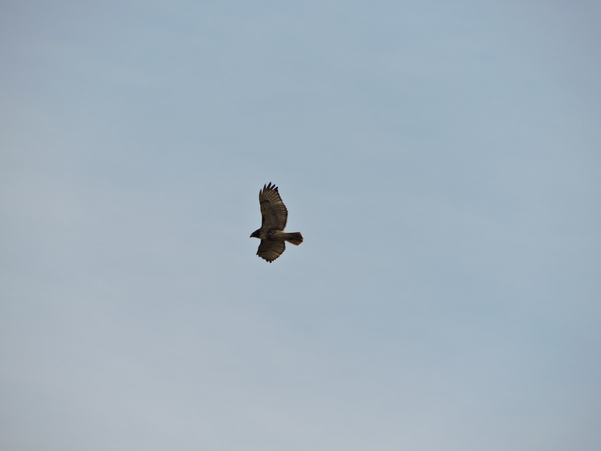 Red-tailed Hawk - ML646340428