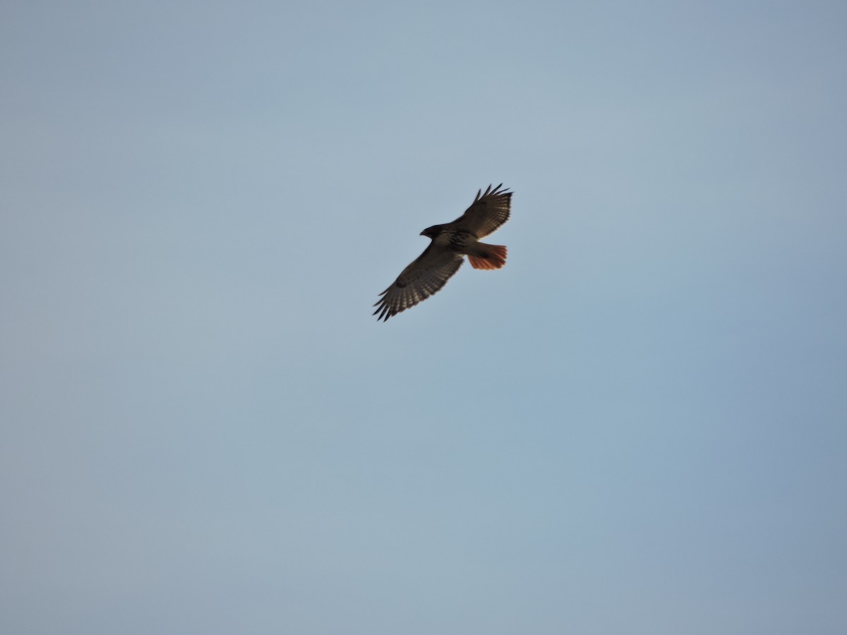 Red-tailed Hawk - ML646340430