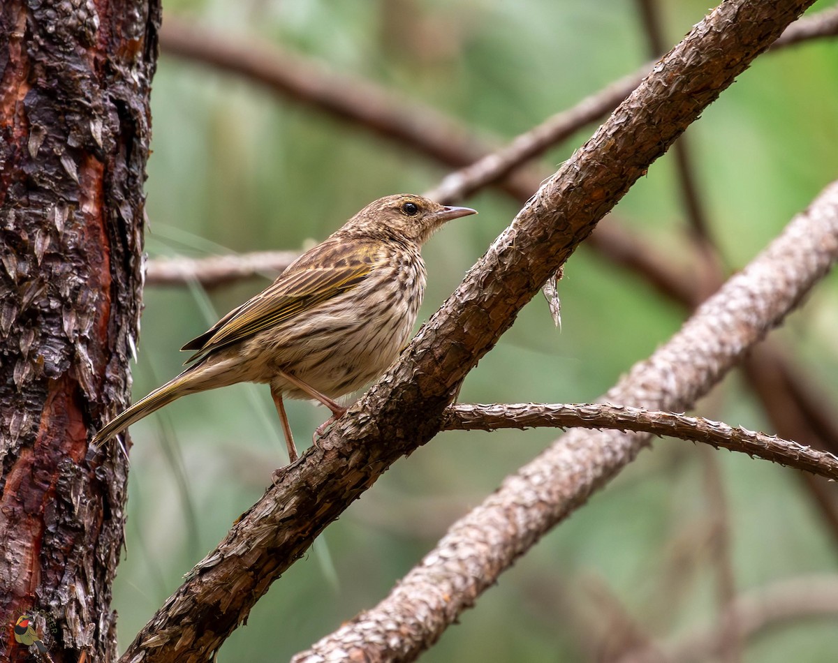 Striped Pipit - ML646340432