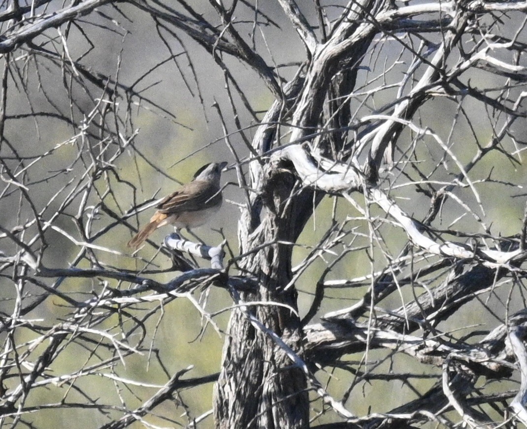 Crested Bellbird - ML646340435