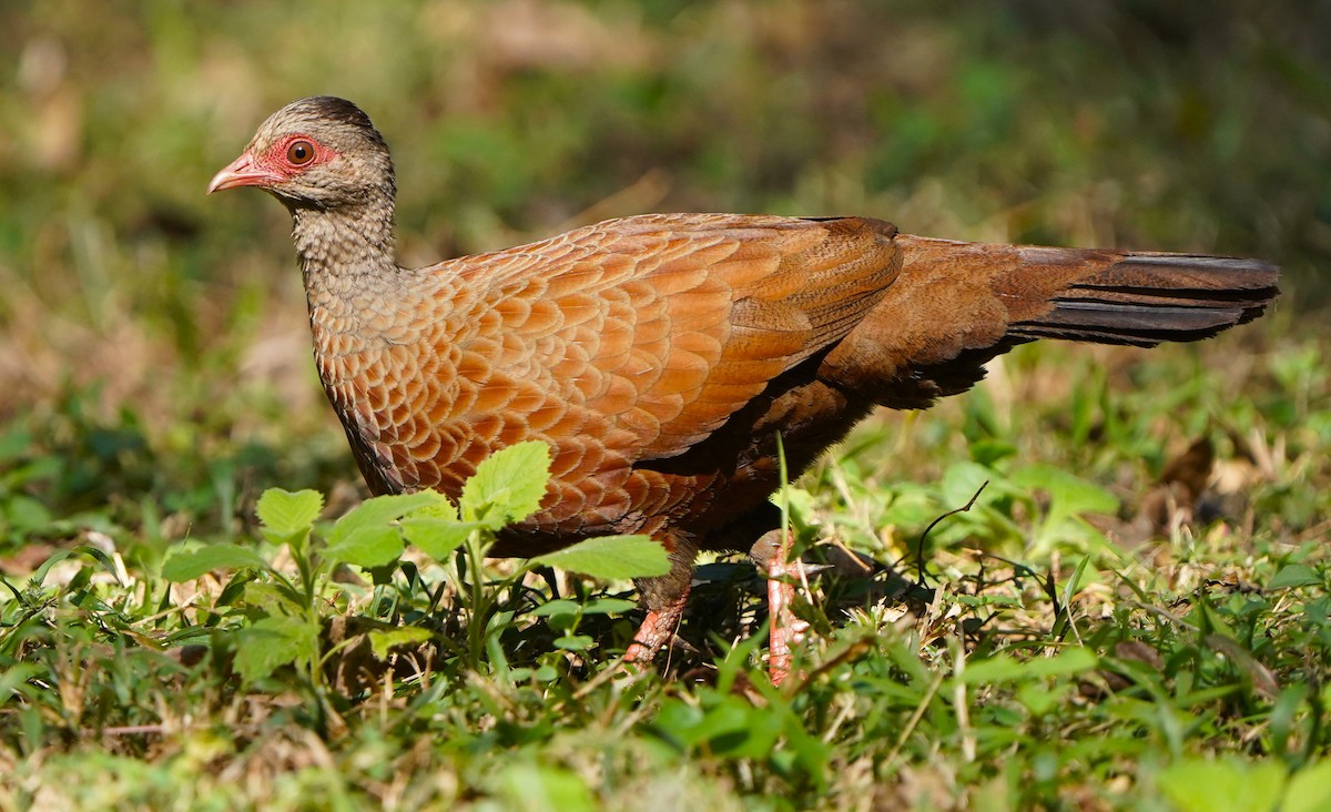 Red Spurfowl - ML646340441