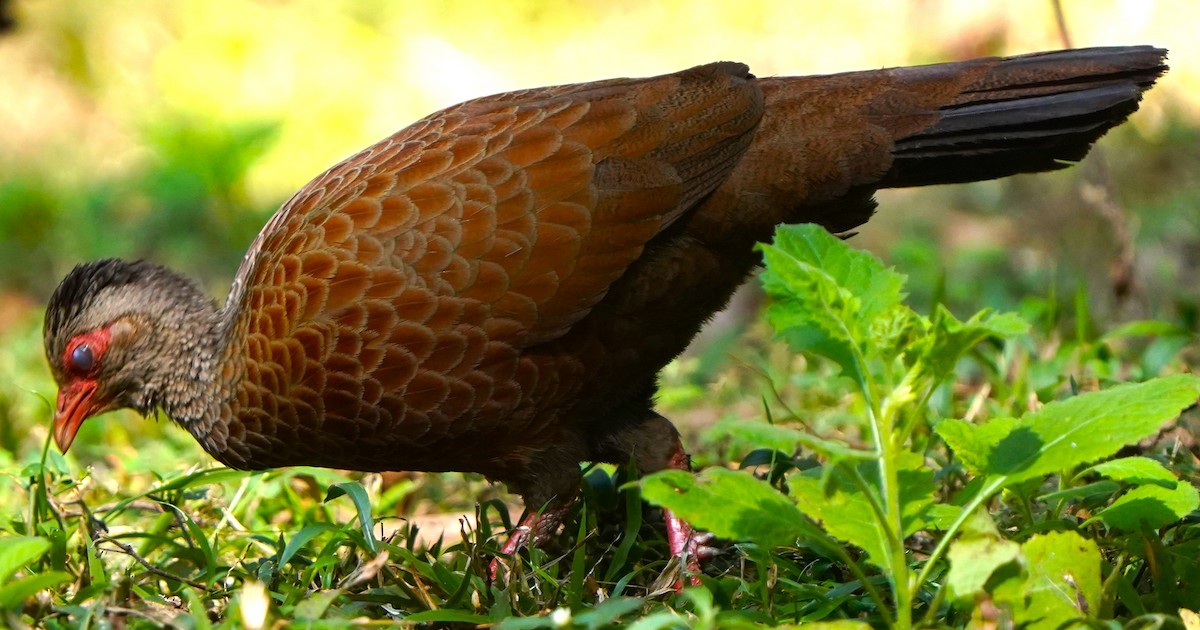 Red Spurfowl - ML646340443