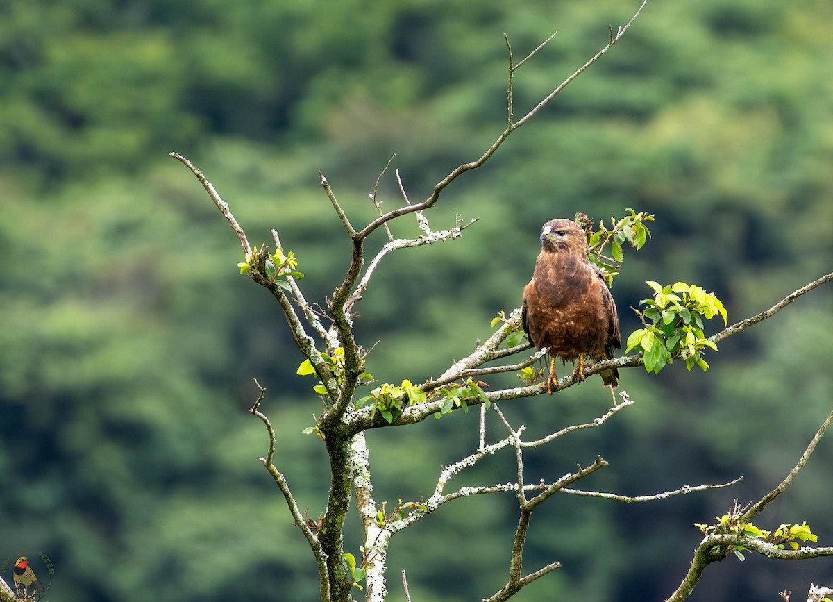 歐亞鵟 - ML646340444