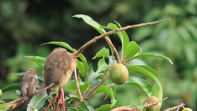 myšák hnědokřídlý - ML646340446