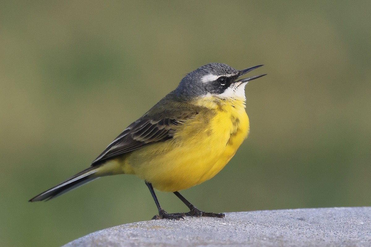 西方黃鶺鴒 - ML646340447