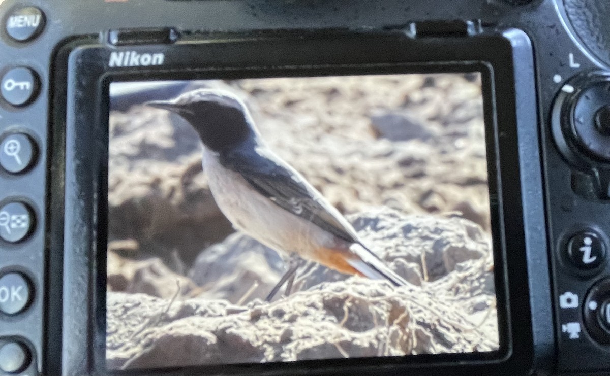 Kurdish Wheatear - ML646340449