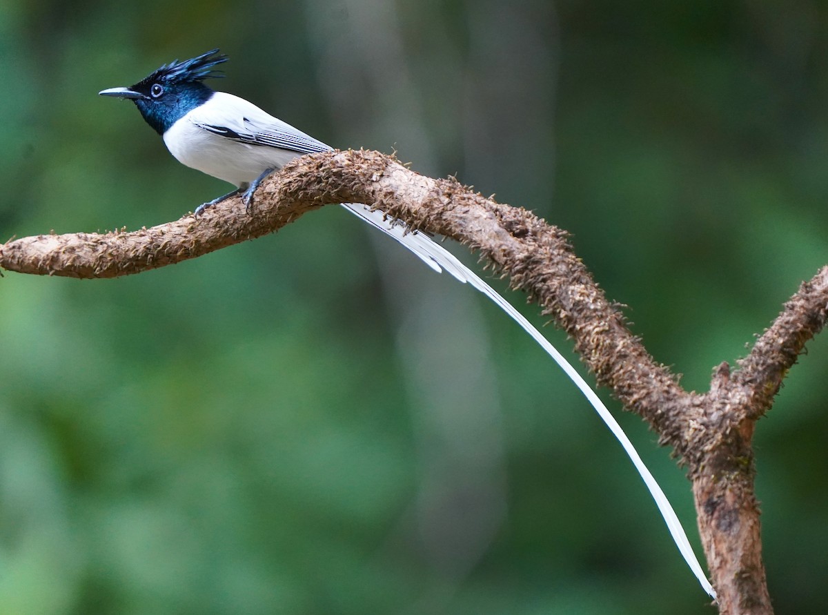 Indian Paradise-Flycatcher - ML646340451