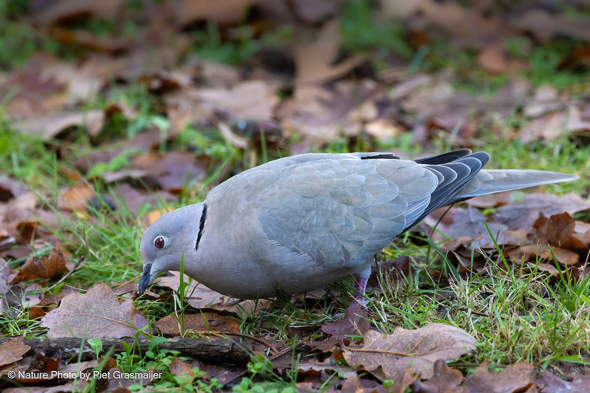 灰斑鳩 - ML646340454