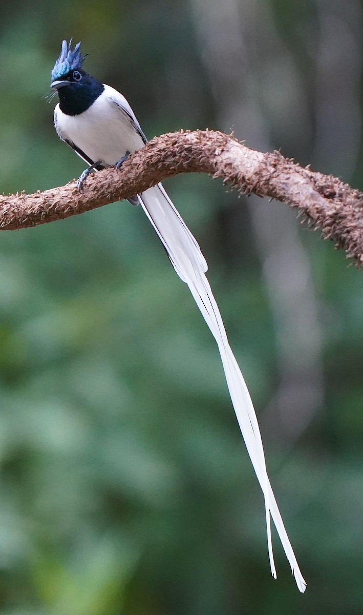 Indian Paradise-Flycatcher - ML646340455