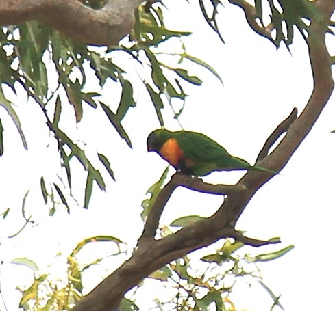Rainbow Lorikeet - ML646340458