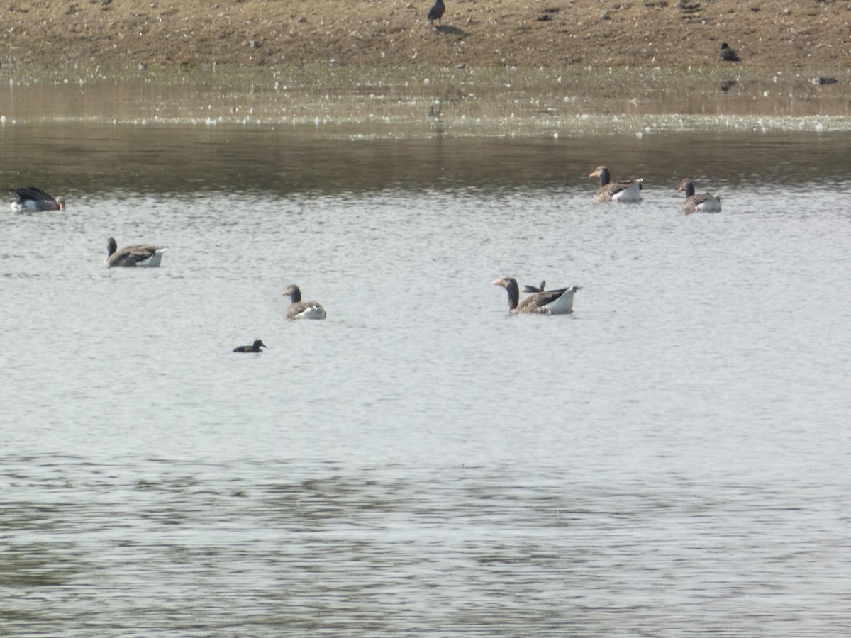 Oie cendrée - ML646340460