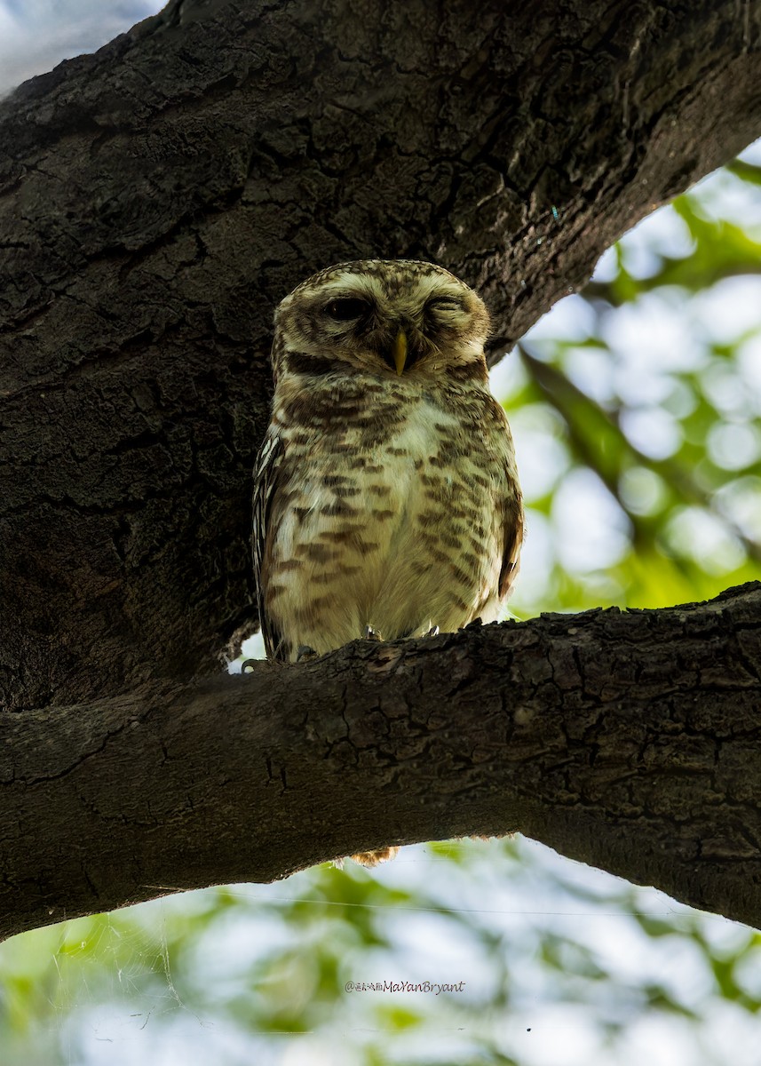 Spotted Owlet - ML646340468