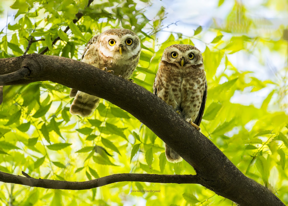 Spotted Owlet - ML646340469
