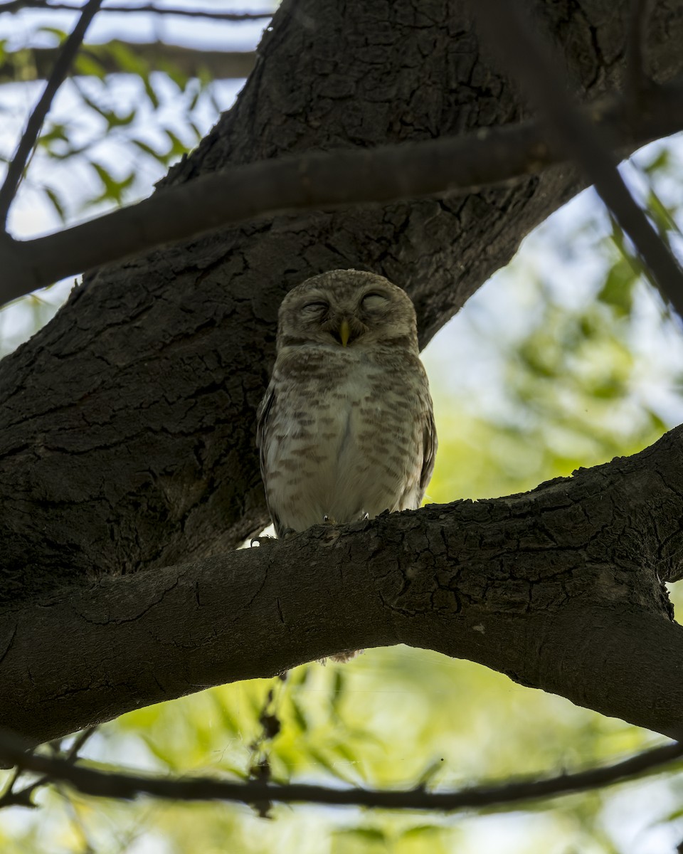 Spotted Owlet - ML646340470