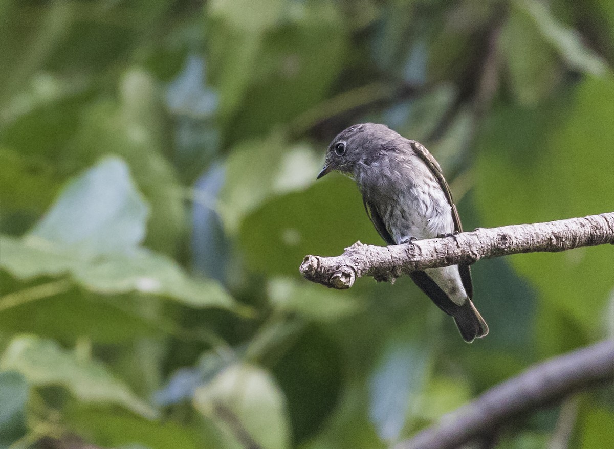 Dark-sided Flycatcher - ML646340471