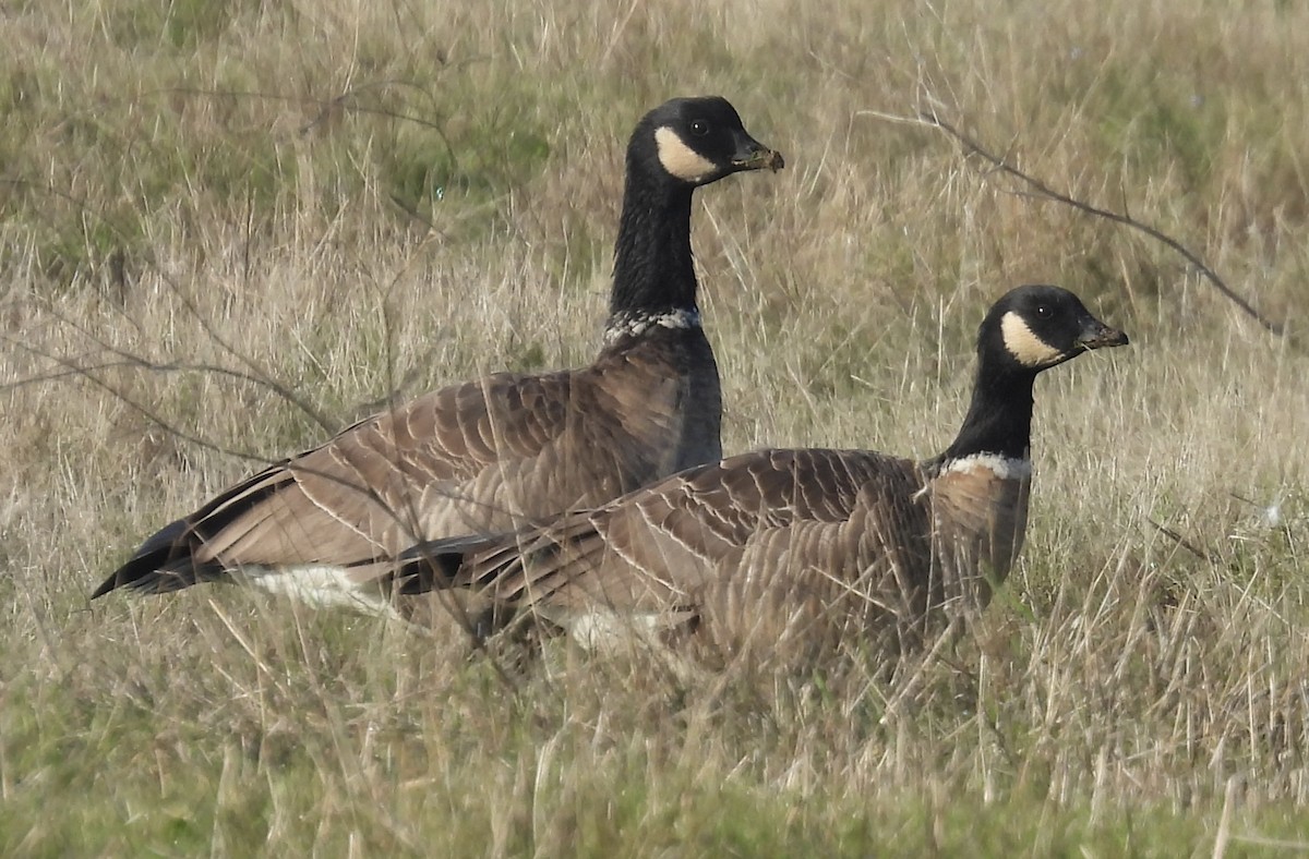 小加拿大雁 - ML646340472