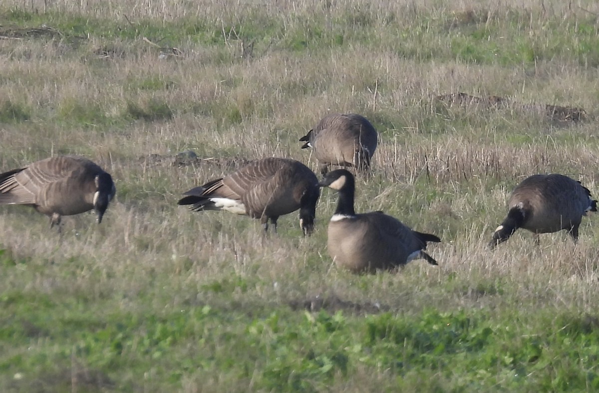 小加拿大雁 - ML646340473