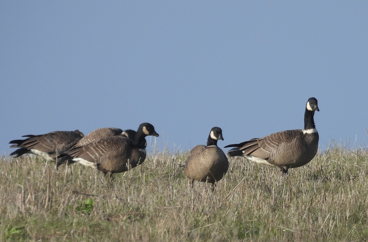 小加拿大雁 - ML646340474