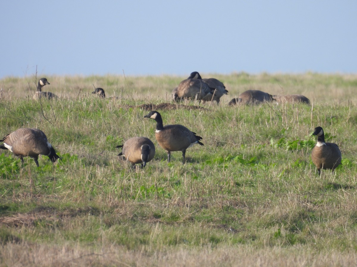 berneška malá - ML646340475