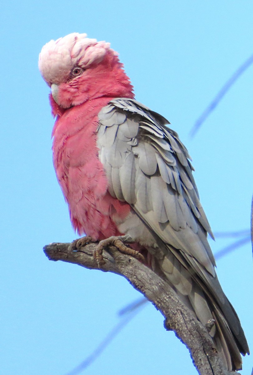 kakadu růžový - ML646340476