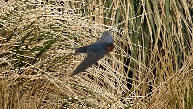 vlaštovka obecná - ML646340477