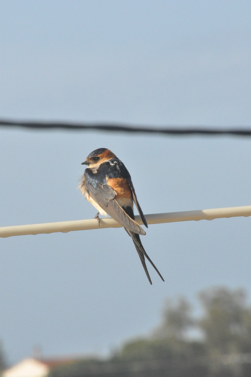 vlaštovka červenavá - ML646340478