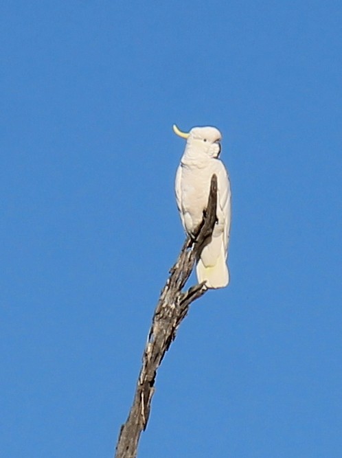 kakadu žlutočečelatý - ML646340479