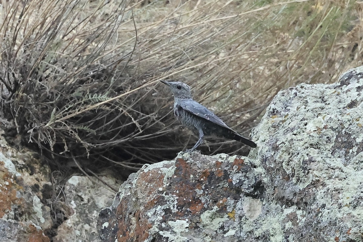 skalník modrý - ML646340480