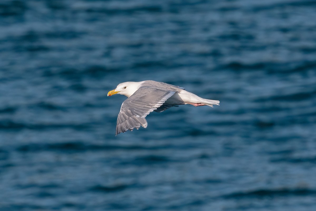 racek šedokřídlý - ML646340483