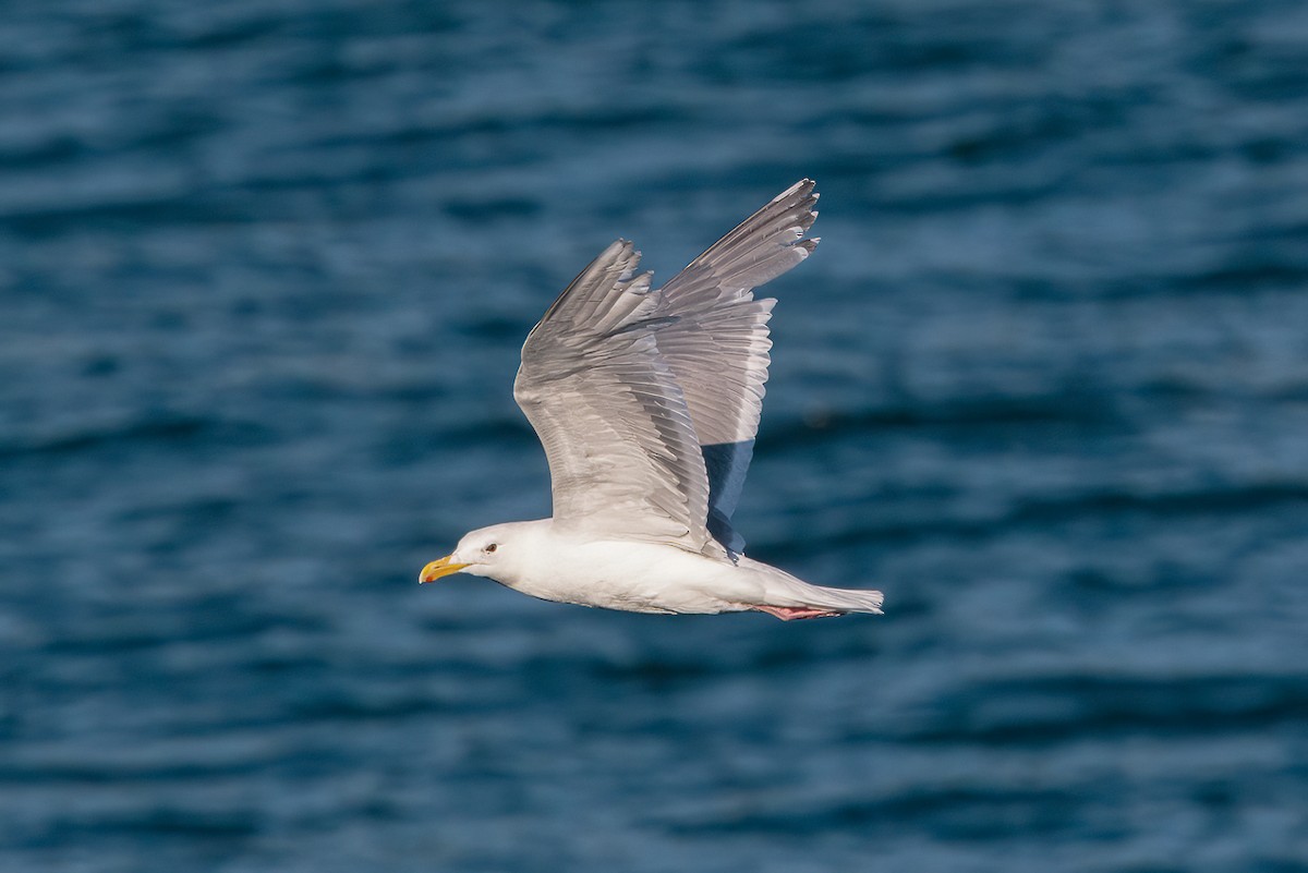 racek šedokřídlý - ML646340484