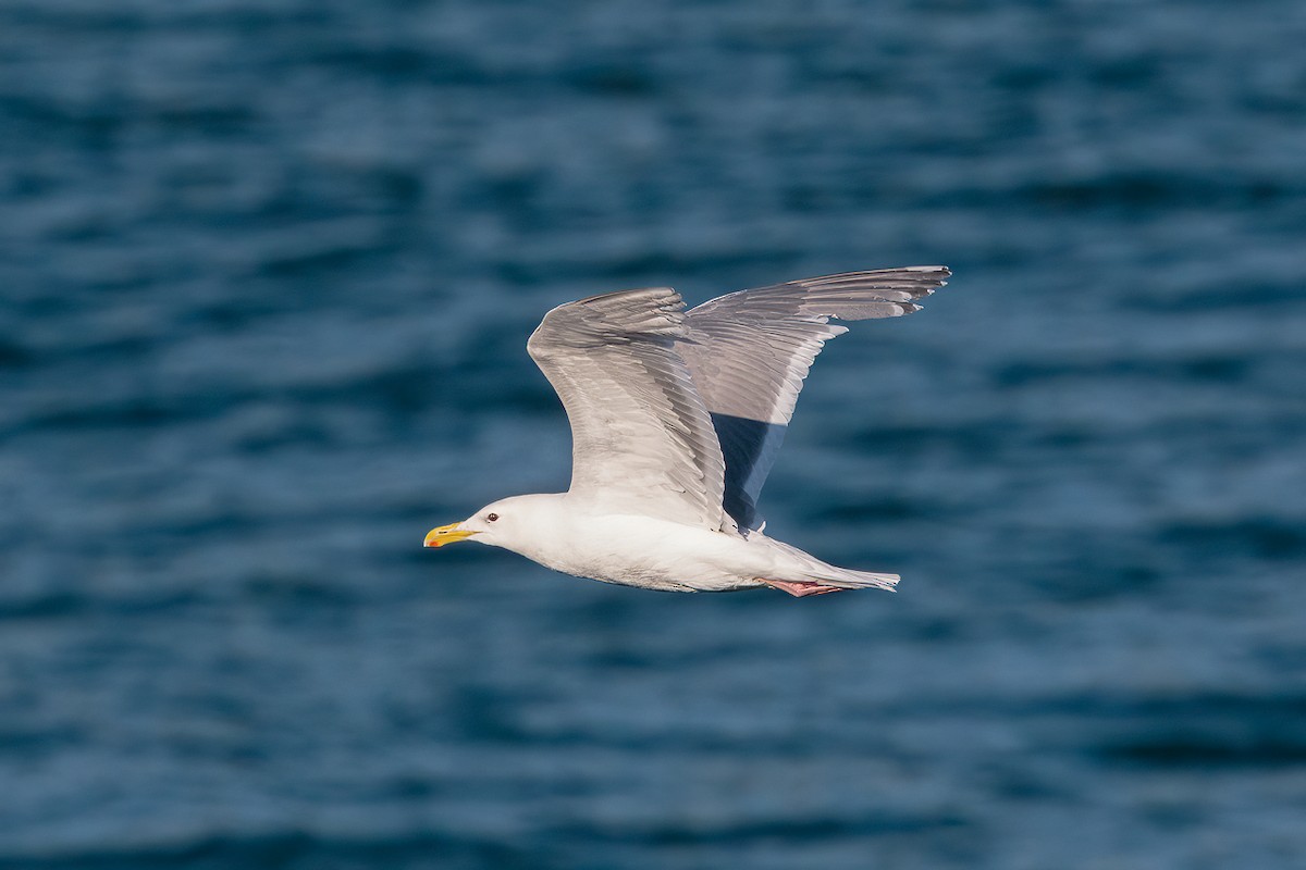 racek šedokřídlý - ML646340485